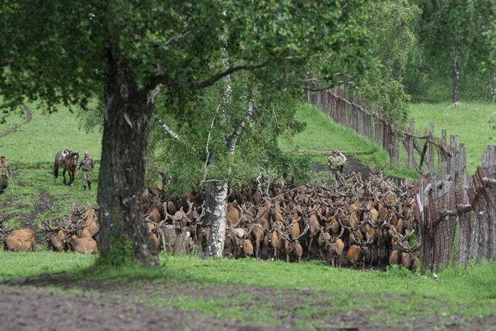 Một đàn hươu nuôi để lấy sừng đang được lùa về các chuồng nhỏ trước khi cưa sừng